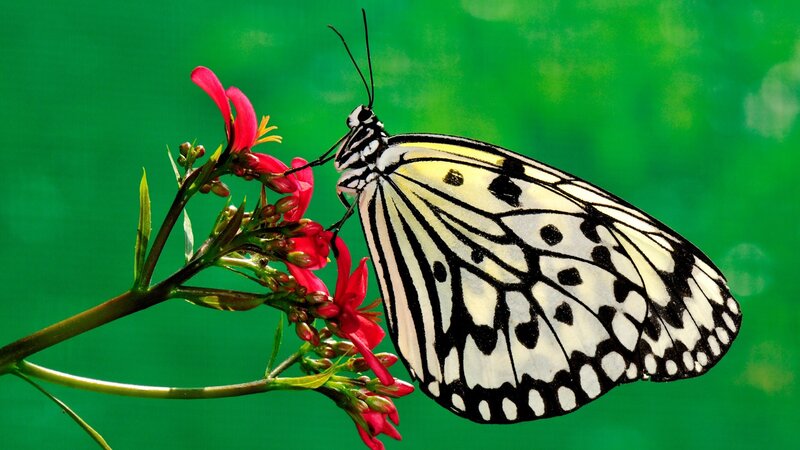 Butterfly on Red Flower — Green, Calm