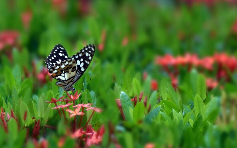 Butterfly on Red Flower — Green, Serene