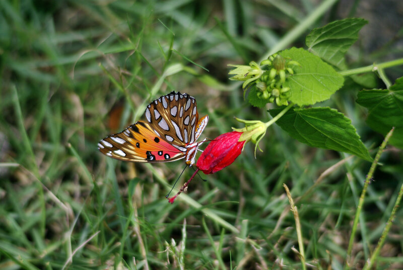 Butterfly on Red Flower — Green