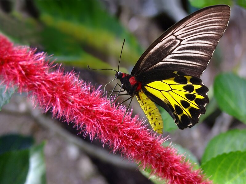 Butterfly on Red Flower — Natural, Afternoon, Photograph, Wings