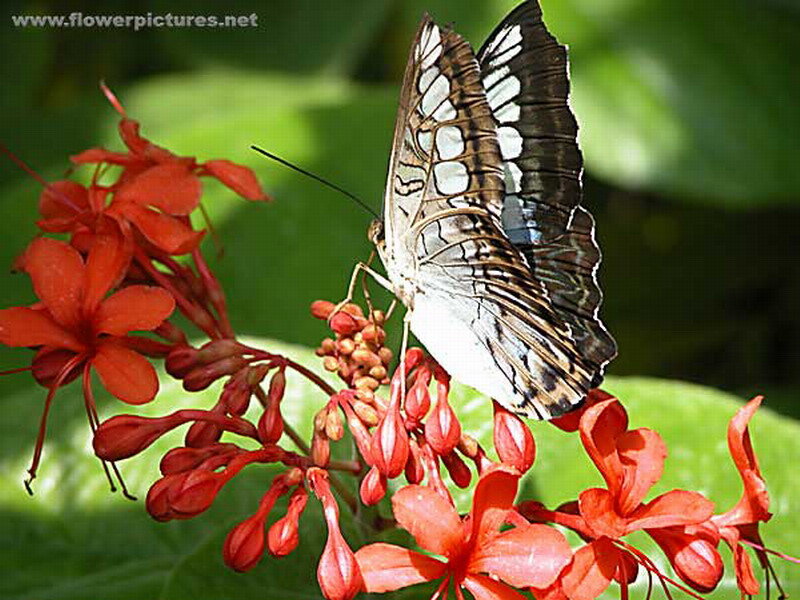 Butterfly on Red Flower — Natural, Afternoon