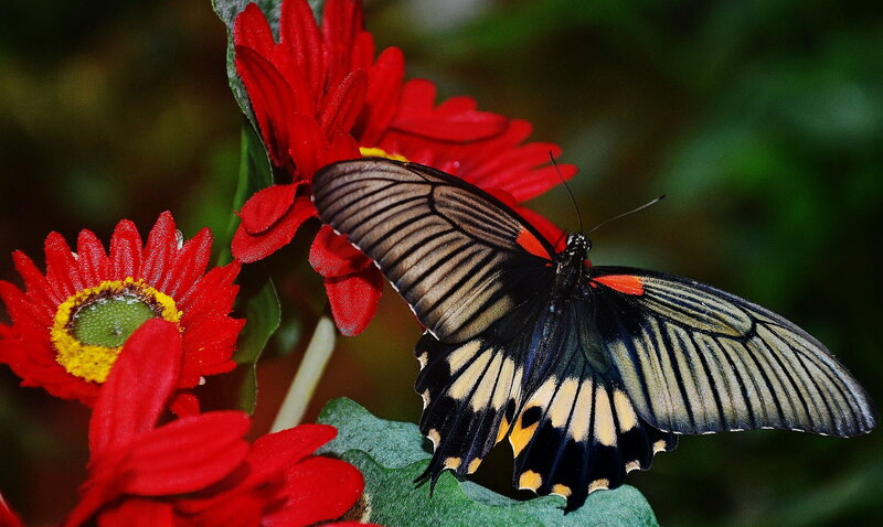 Butterfly on Red Flower — Natural, Photograph, Leaf, Insect