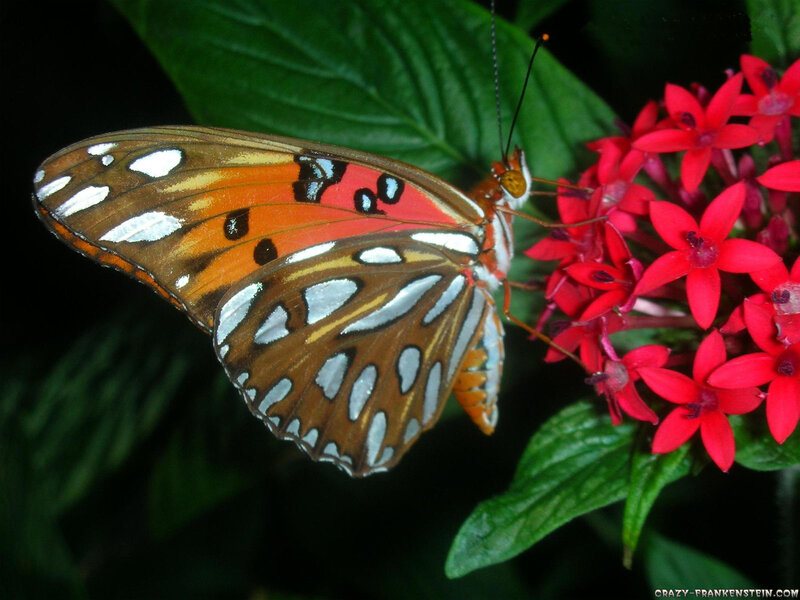Butterfly on Red Flower — Natural, Photograph, Leaf