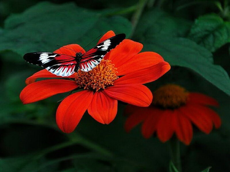 Butterfly on Red Flower — Natural, Photograph