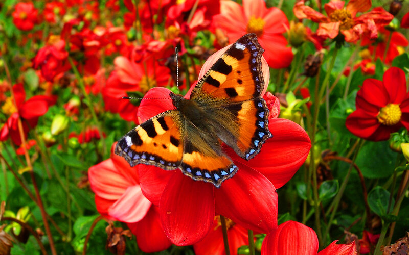 Butterfly on Red Flower — Natural, Summer