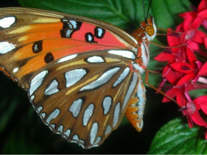 Butterfly on Red Flower — Orange, Calm, Photograph