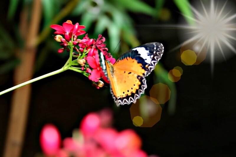 Butterfly on Red Flower — Orange, Serene, Afternoon