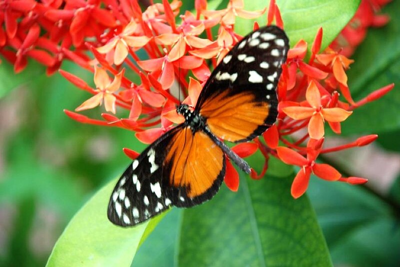 Butterfly on Red Flower — Orange