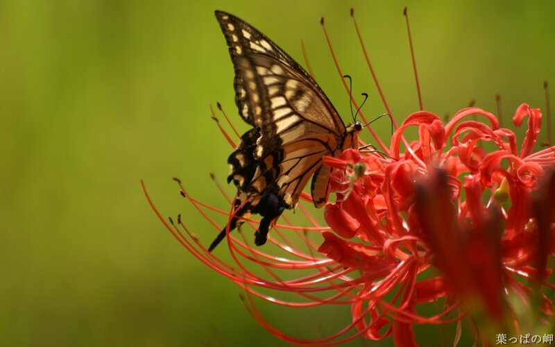Butterfly on Red Flower — Serene, Afternoon, Photograph, Green Background, Green