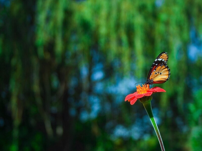 Butterfly on Red Flower — Serene, Afternoon, Photograph, Green Background, Stem