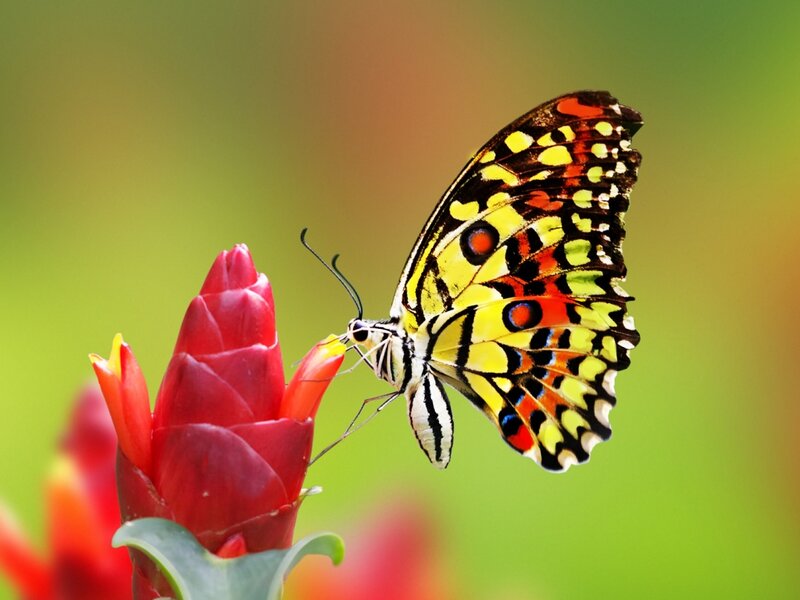 Butterfly on Red Flower — Serene, Afternoon, Photograph, Green Background