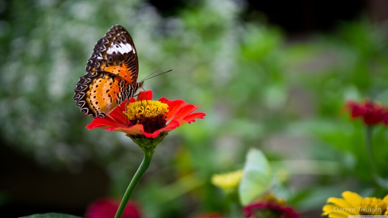 Butterfly on Red Flower — Serene, Afternoon, Photograph, Greenery