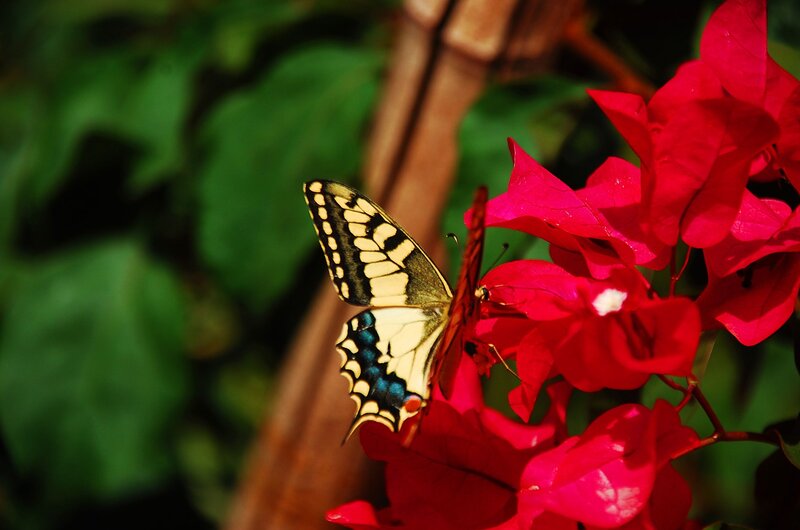Butterfly on Red Flower — Serene, Afternoon, Photograph, Leaf, Plant