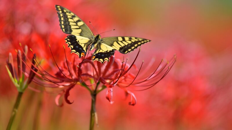 Butterfly on Red Flower — Serene, Afternoon, Photograph, Stamen
