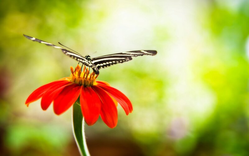 Butterfly on Red Flower — Serene, Afternoon
