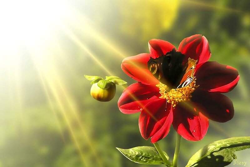 Butterfly on Red Flower — Serene, Morning
