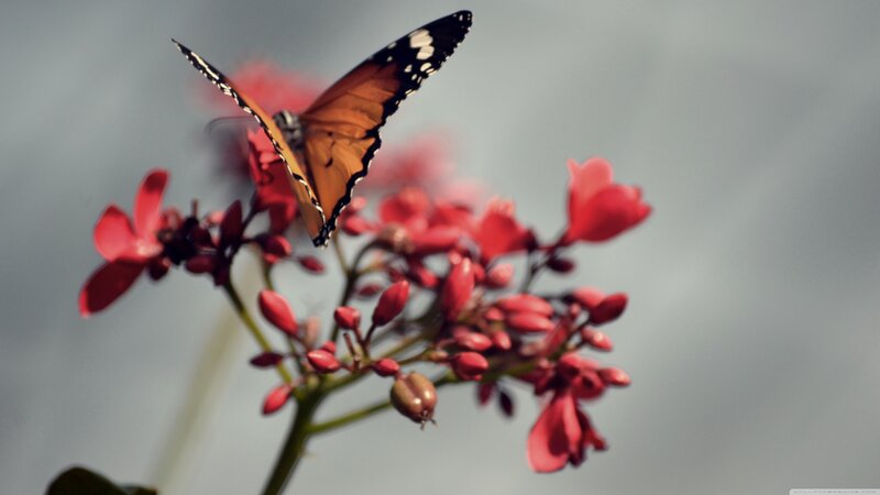 Butterfly on Red Flower — Serene, Photograph, Bud