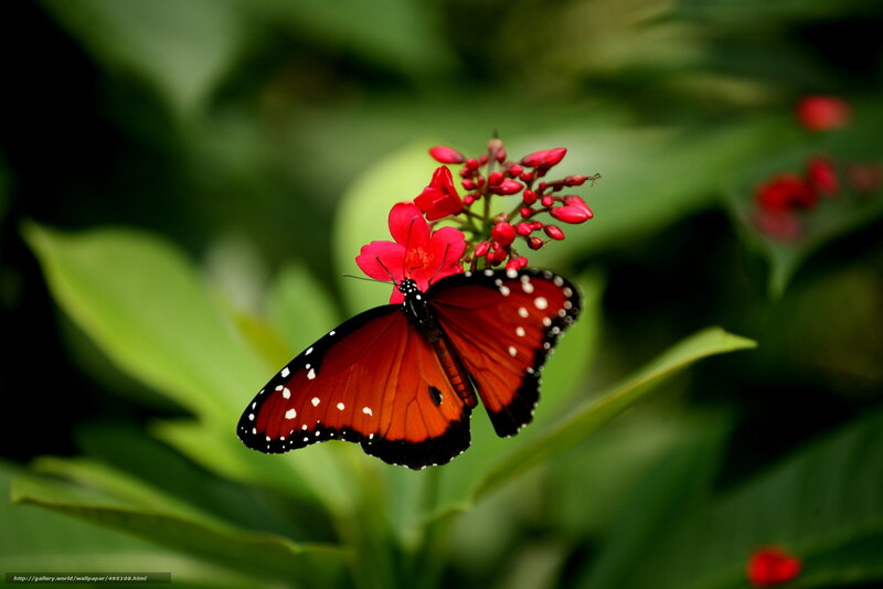 Butterfly on Red Flower — Serene, Photograph, Leaf