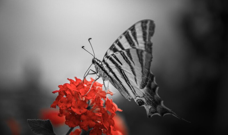 Butterfly on Red Flower — Serene, Photograph