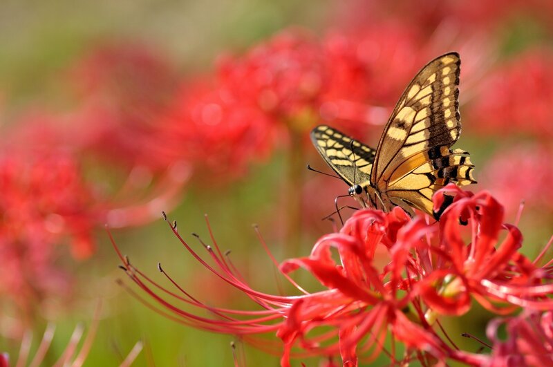 Butterfly on Red Flower — Serene