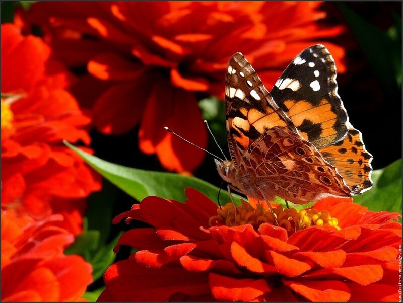 Butterfly on Red Flower — Vibrant
