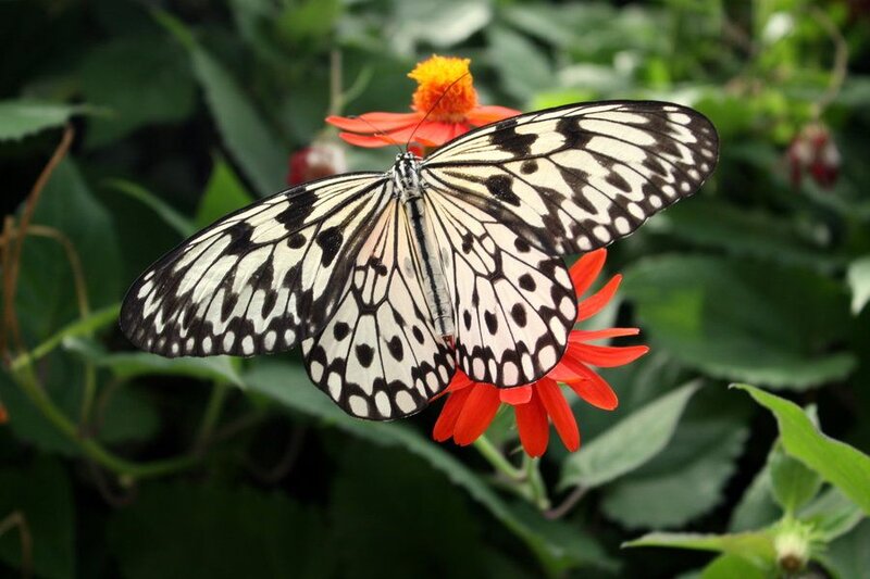 Butterfly on Red Flower — White, Calm, Photograph