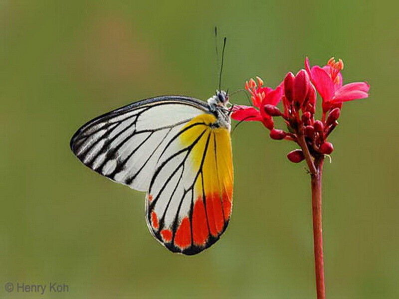 Butterfly on Red Flower — White, Calm