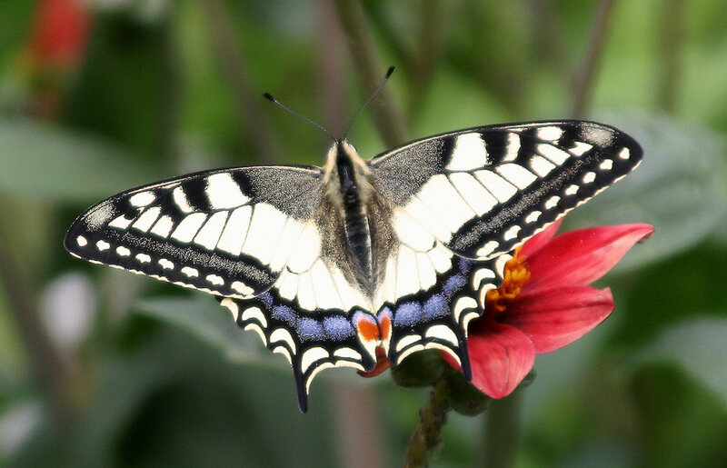 Butterfly on Red Flower — White