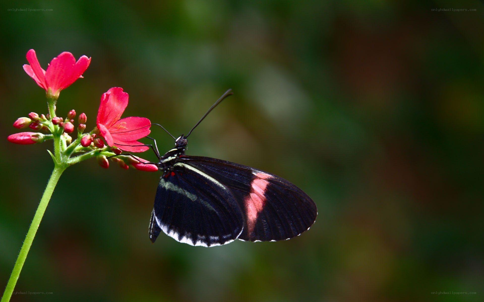Butterfly on red flower