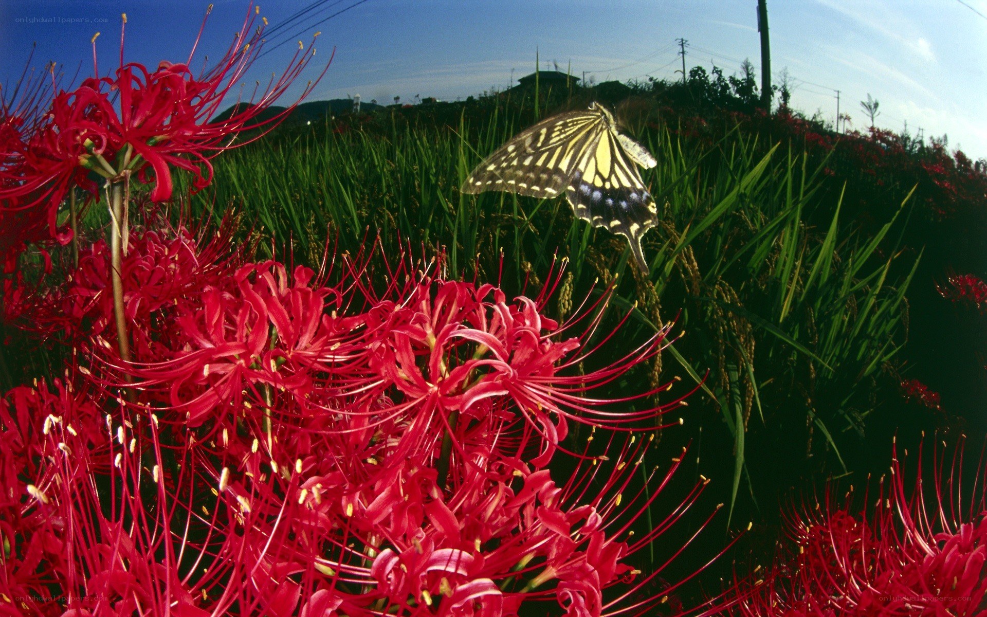Butterfly on red flowers