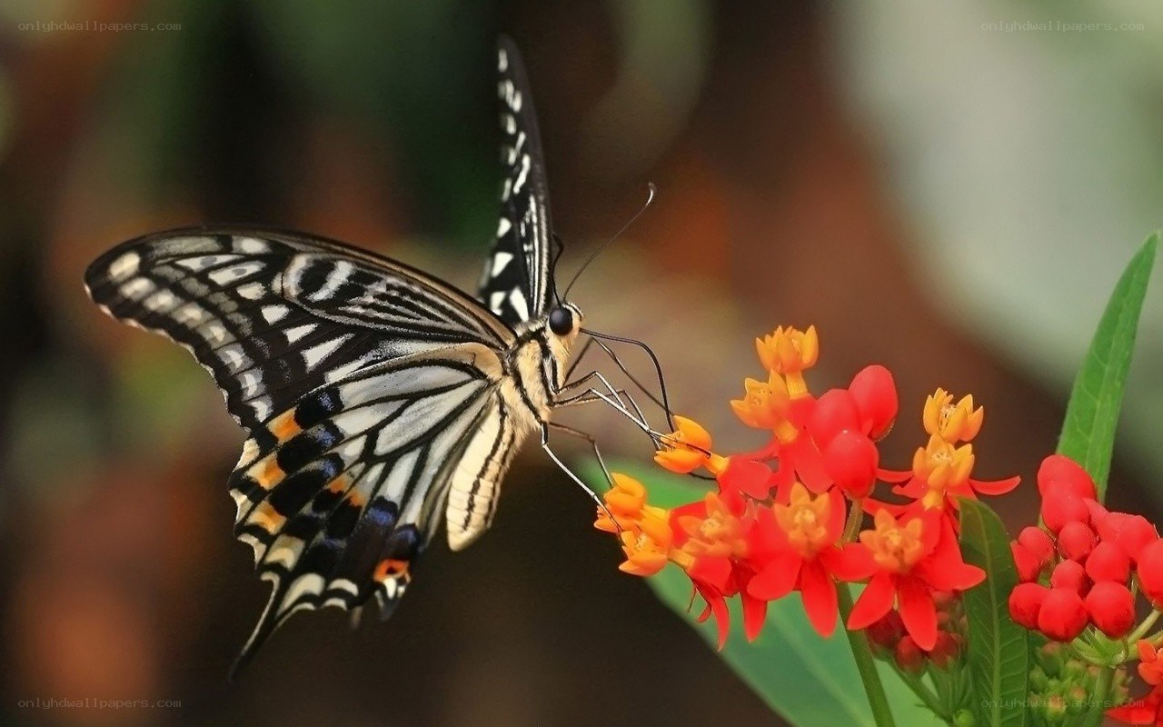 Butterfly on red flowers