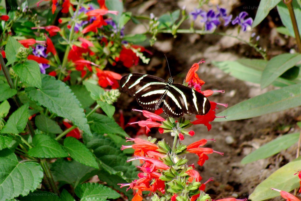 Butterfly on red flowers