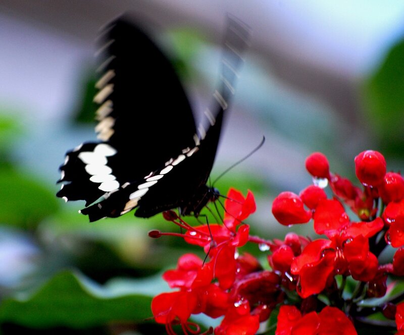 Butterfly on red flowers