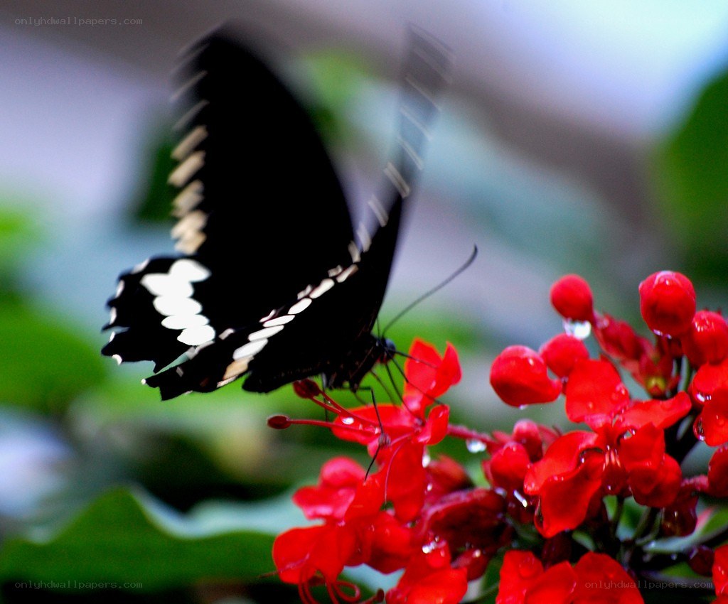 Butterfly on red flowers