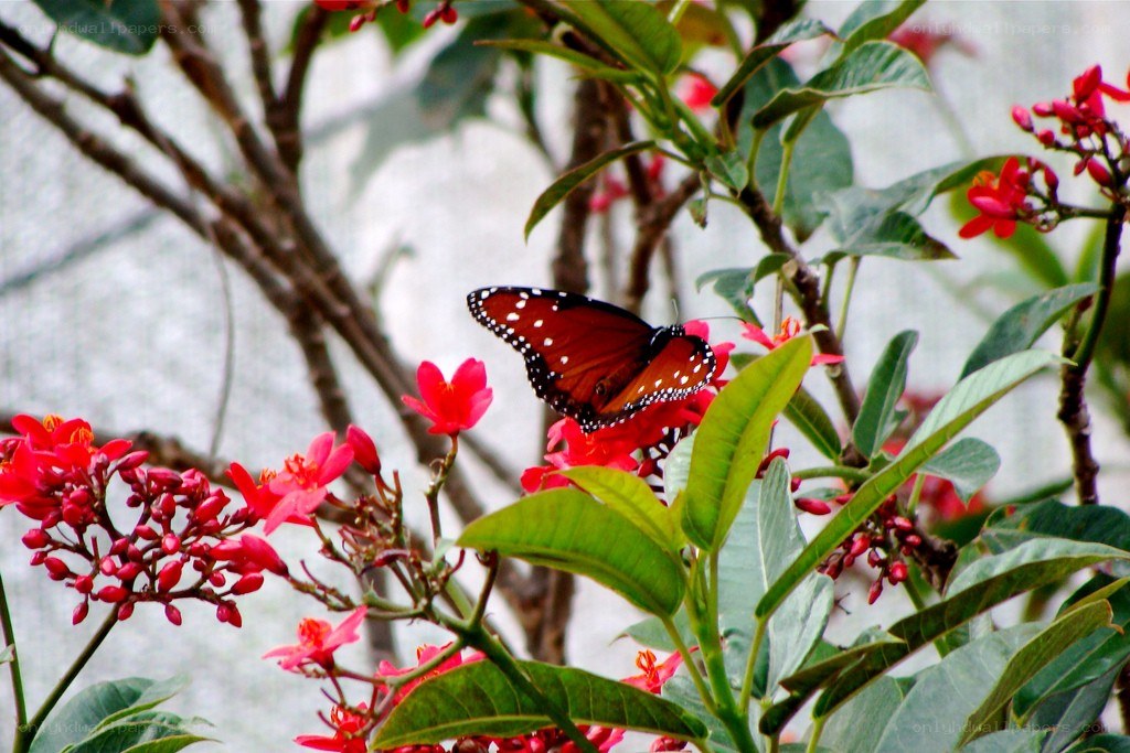 Butterfly on red flowers
