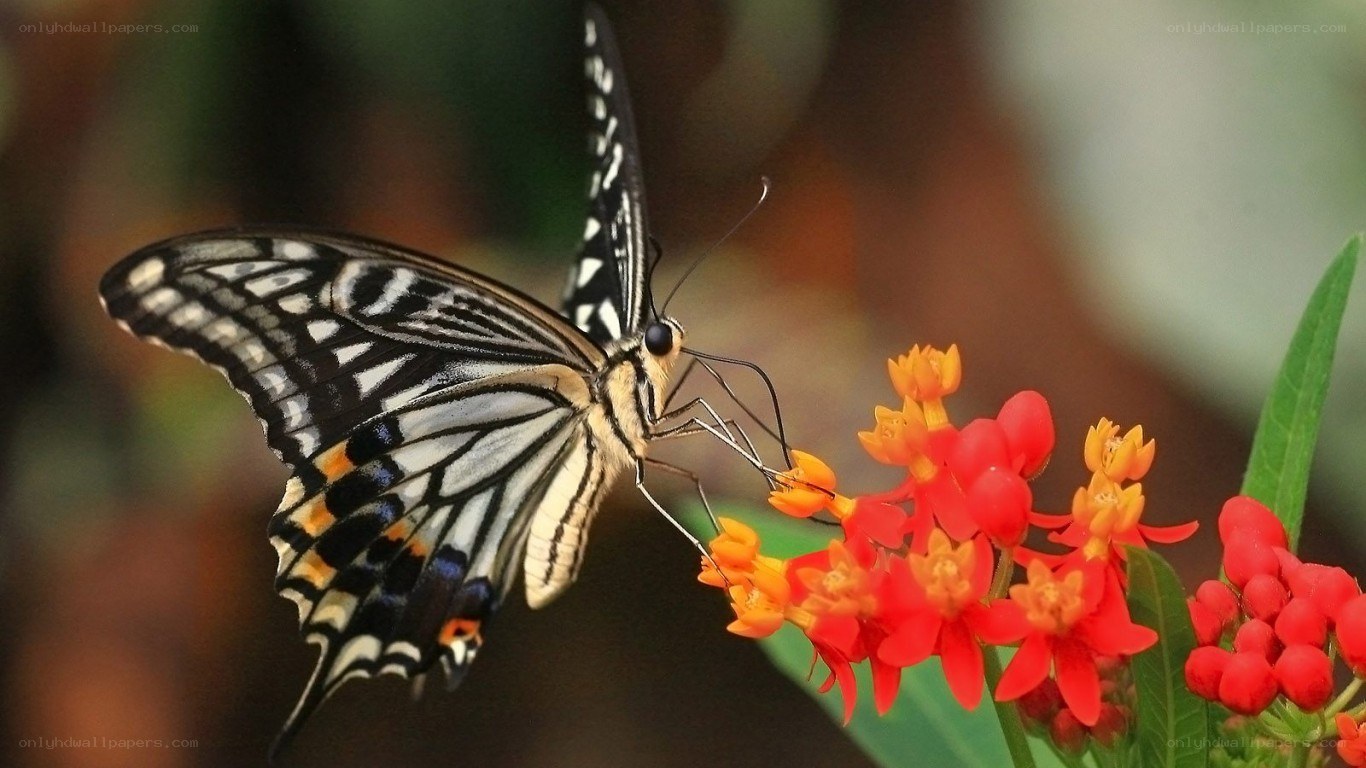 butterfly on red flowers