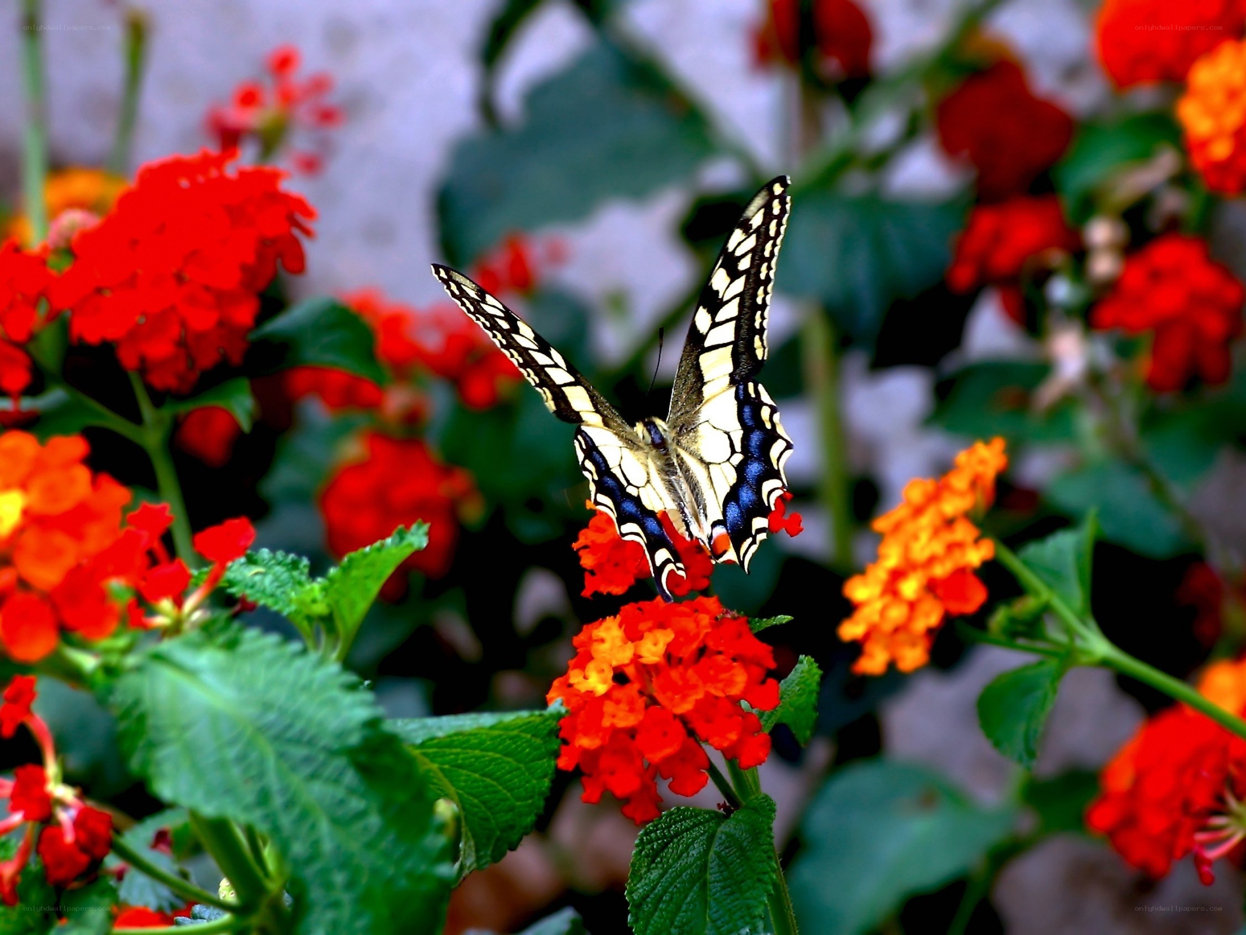 Butterfly on red flowers