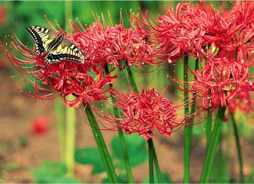 Butterfly on red flowers