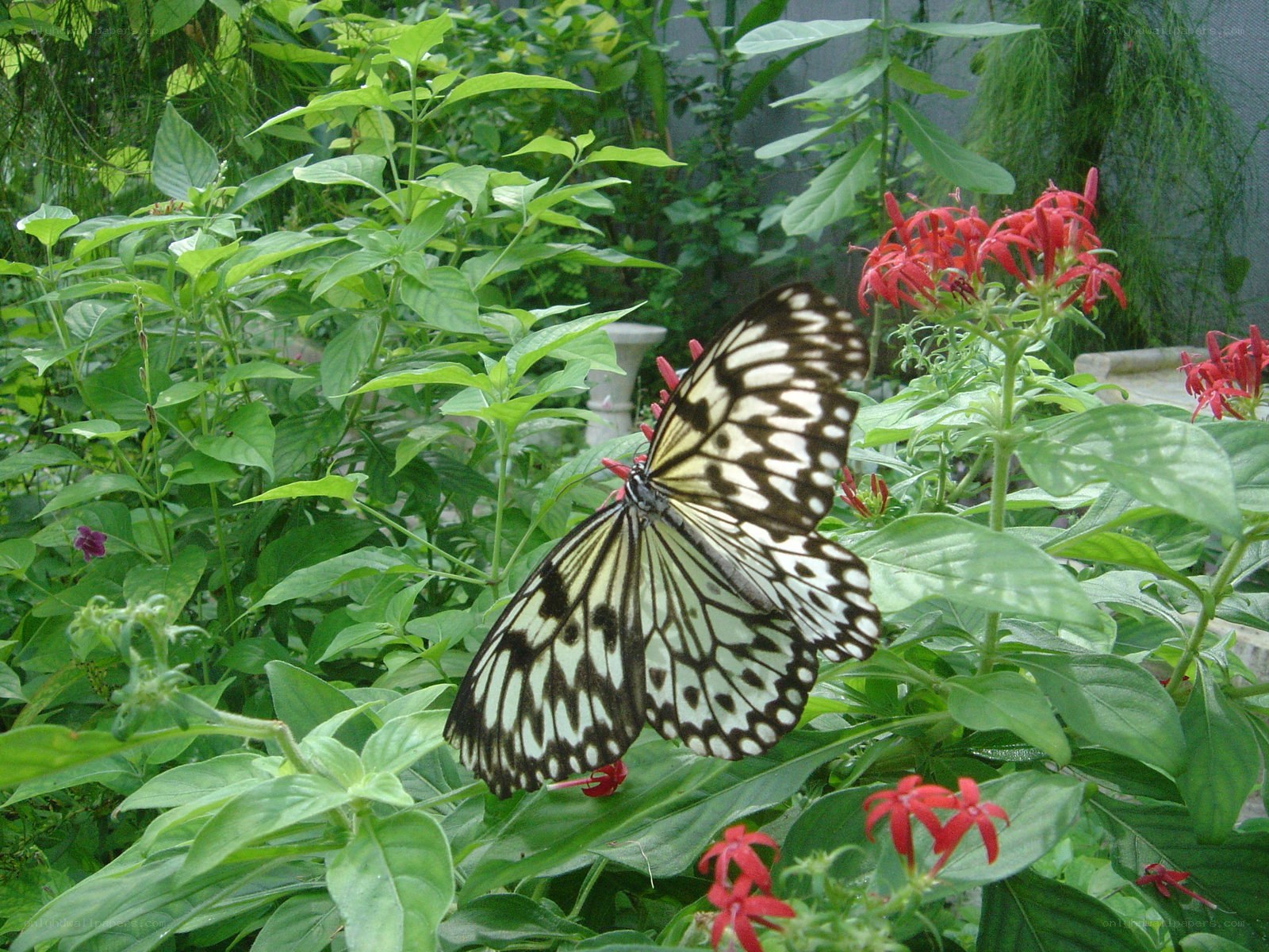 Butterfly on red flowers