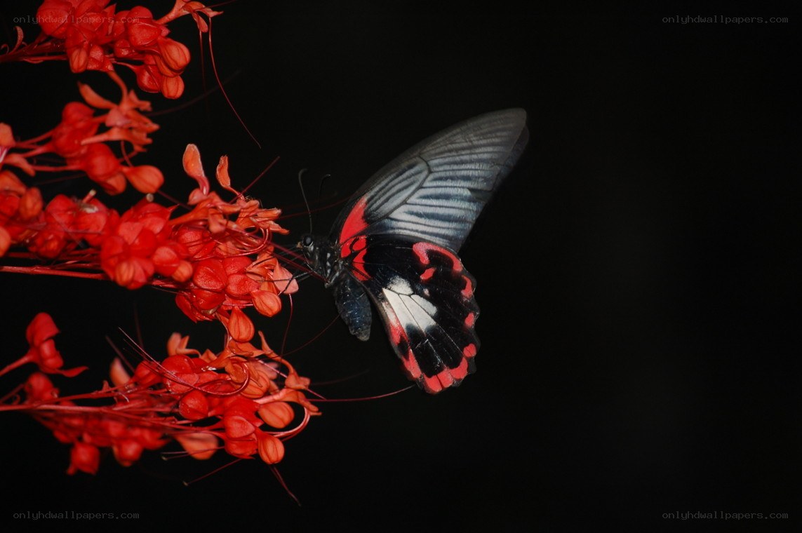 Butterfly on red flowers