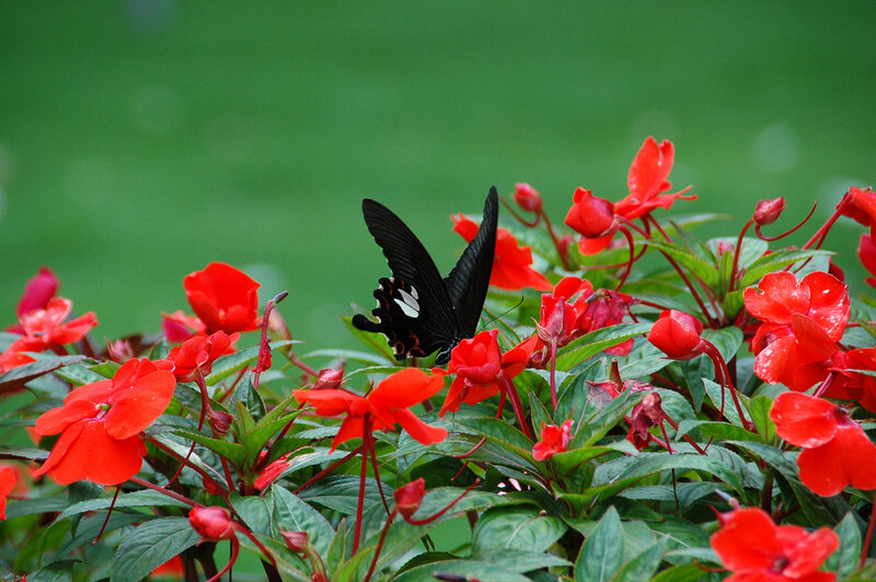 Butterfly on red flowers