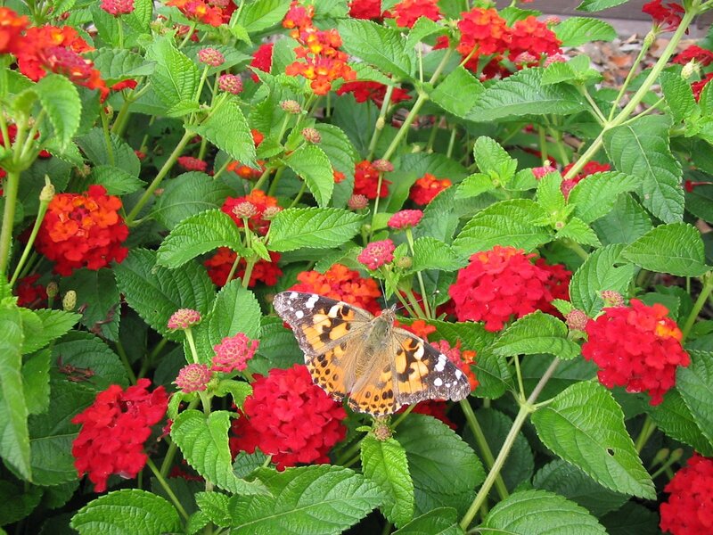 Butterfly on red flowers