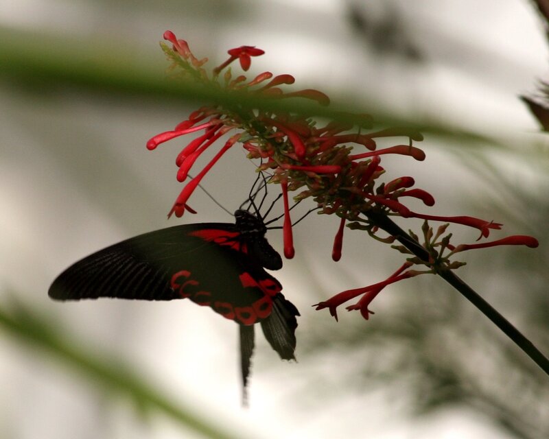 butterfly on red flowers