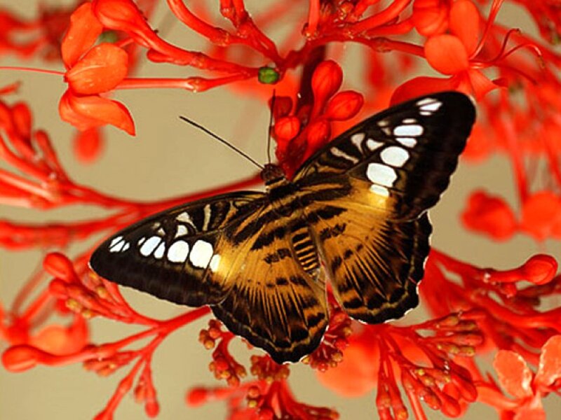 butterfly on red flowers