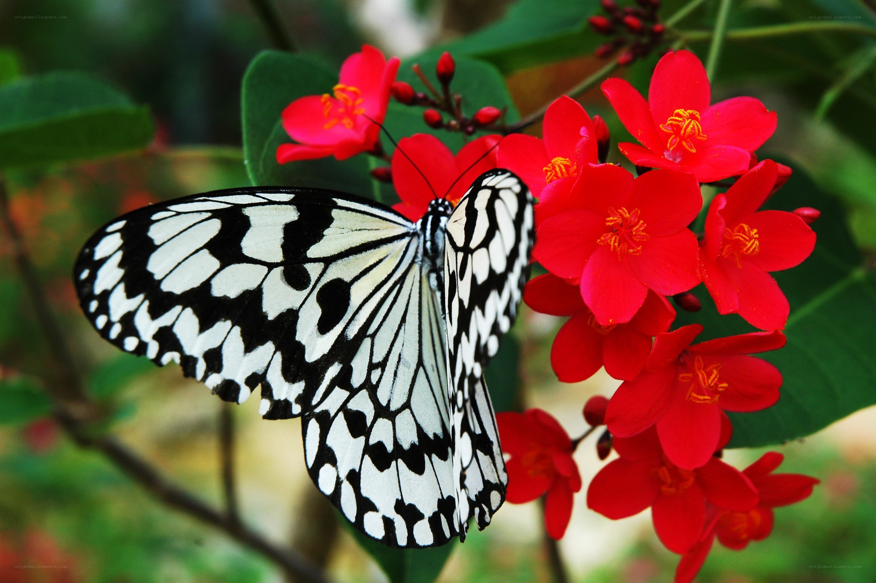 Butterfly on red flowers