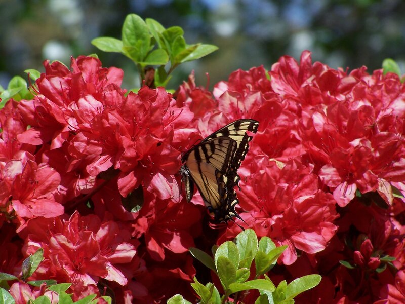 butterfly on red flowers