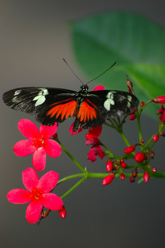 Butterfly on red flowers