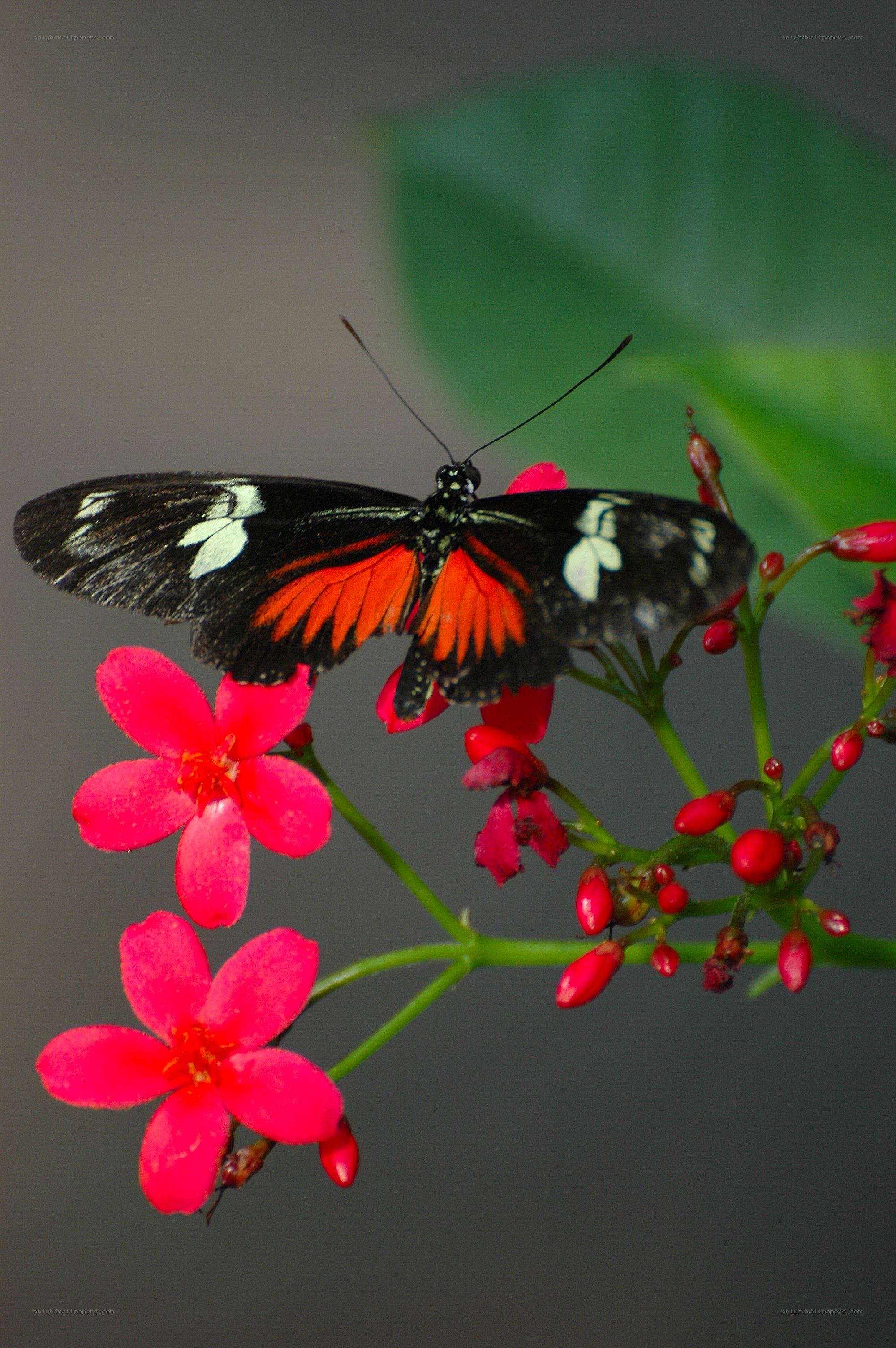 Butterfly on red flowers