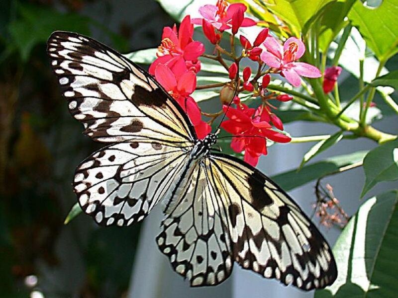 butterfly on red flowers