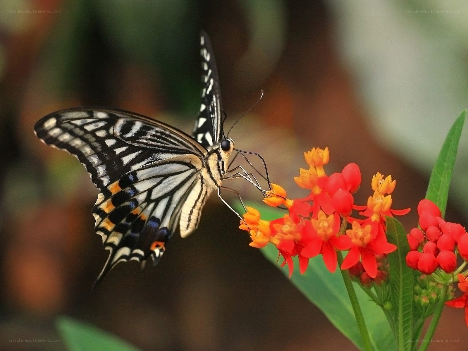 Butterfly on red flowers